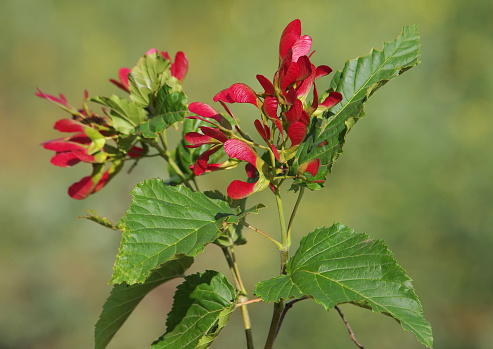 Tatar maple or Tatarian maple tree, Acer tataricum