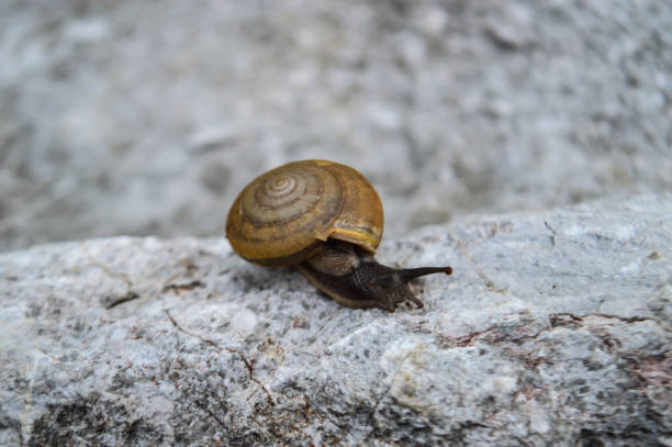 istock Snail Crawling on the Stone in the Garden. 1349910918