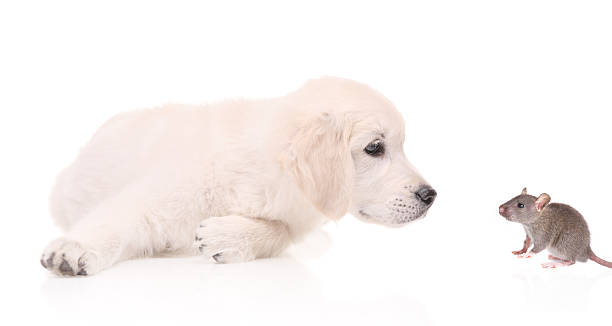 istock Curious Labrador puppy looking at a mouse 134991093