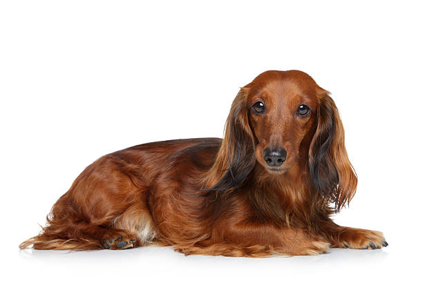 istock Dachshund puppy lying on a white background 134991105