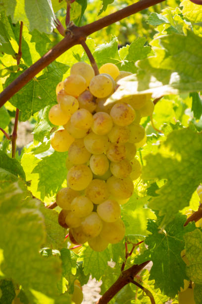 istock Sweet grapes on a grape vine, close-up 1349912107