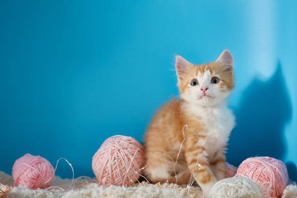 istock Kitten sits next to balls of knitting wool on a blue background for copyspace. 1349912258