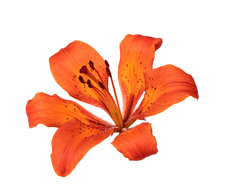 Isolated on white background orange lily flower