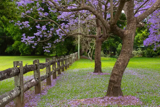 Jacaranda trees on a  property.