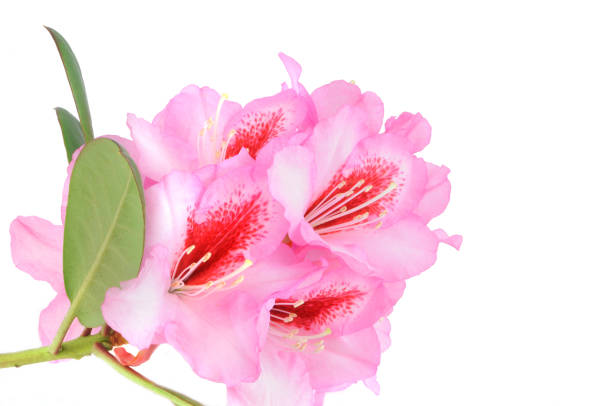 istock isolated purple Rhododendron 134991254