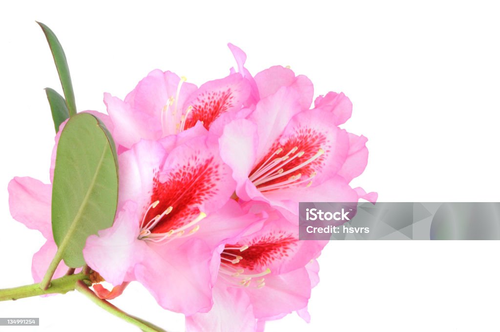 Puste purple Rhododendron - Zbiór zdjęć royalty-free (Bez ludzi)