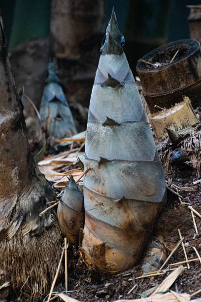 istock Closeup of fat bamboo shoots on the ground 1349914072