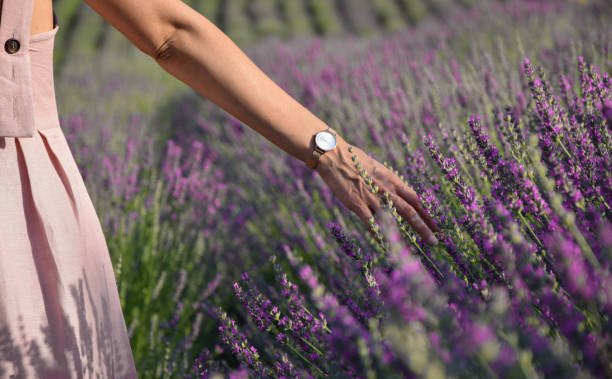 istock Field of lavander 1349915207