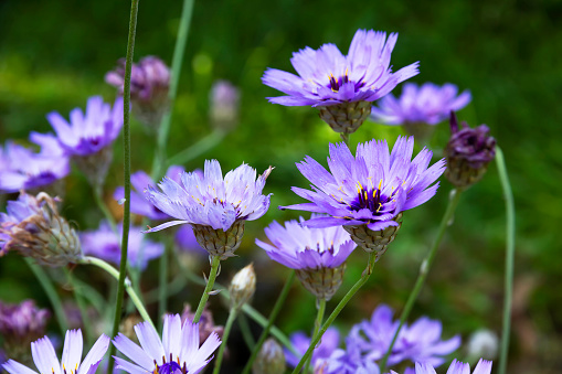 Blue and lilac flowers of Catananche (Cupid's dart). Family Compositae.