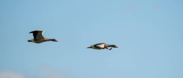 zwei detaillierte gänse fliegen in einem wunderschönen blauen himmel. vögel fliegen in der form von. tierthemen, hintergrund, copy-space. panorama, webbanner oder social media - nature animal themes wildlife outdoors stock-fotos und bilder