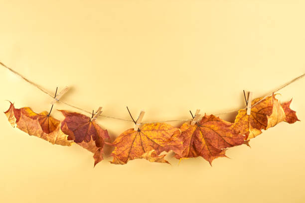 istock Clothespins on a rope hold dry maple leaves against a beige background. 1349924596