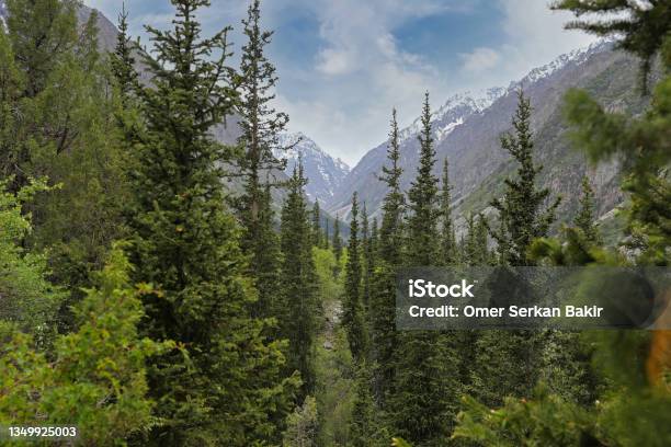 Snowy Mountains And Forest Stock Photo - Download Image Now - Bishkek, Mountain, Adventure