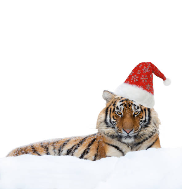 istock tiger in santa claus cap isolated on white background 1349926045