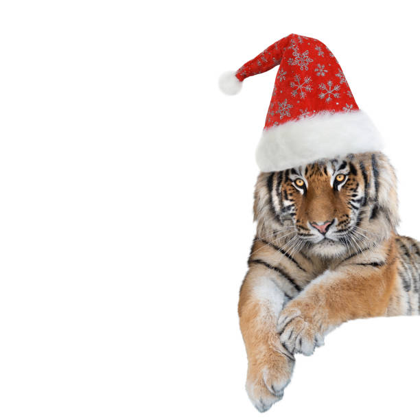 istock tiger in santa claus cap isolated on white background 1349926046