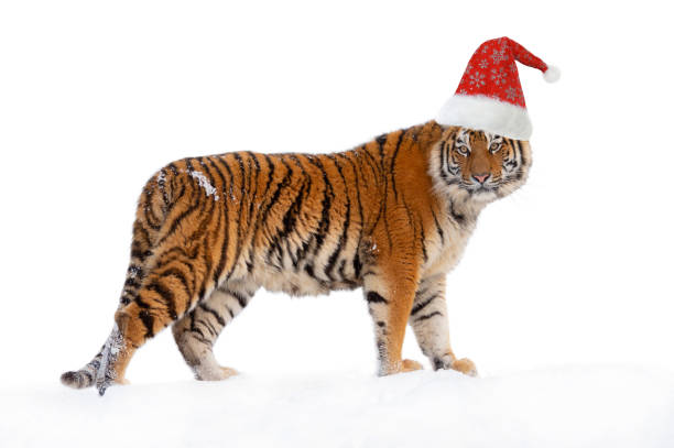 tiger in santa claus cap isolated on white background tiger in santa claus cap isolated on white background tiger photos stock pictures, royalty-free photos & images