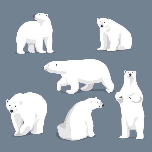 북극곰 패션 아트 컬렉션 - 북극곰 stock illustrations