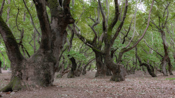 istock Old trees in a sycamore grove 1349928021