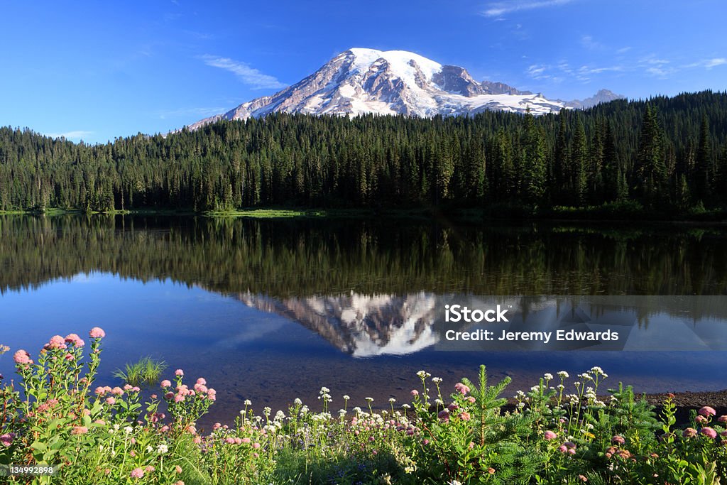 Mont Rainier, État de Washington - Photo de Fleur - Flore libre de droits