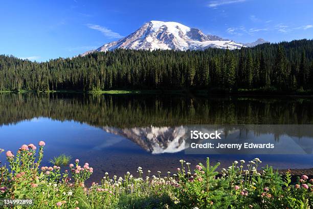 Photo libre de droit de Mont Rainier État De Washington banque d'images et plus d'images libres de droit de Fleur - Flore - Fleur - Flore, Mont Rainier, Reflet