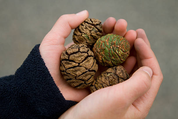istock Young hands holding some pine cones isolated on gray. 134992904