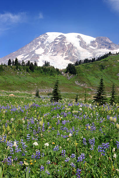 istock Wildflower season on Mount Rainier 134992978