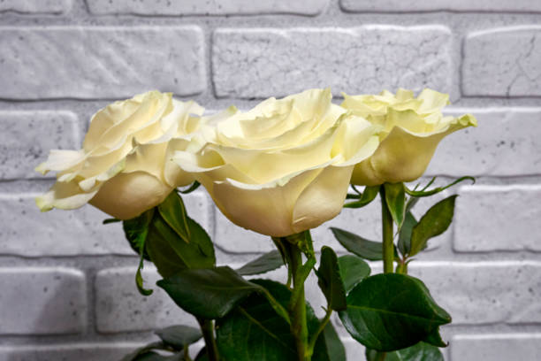 istock Bouquet of white roses 1349931120