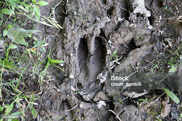 Deer Traccia Di - Fotografie stock e altre immagini di Ambientazione esterna - Ambientazione esterna, Bellezza naturale, Composizione orizzontale