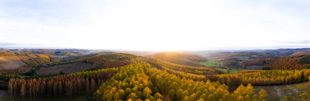 istock an autumn forest landscape panorama with a white sky background 1349938006