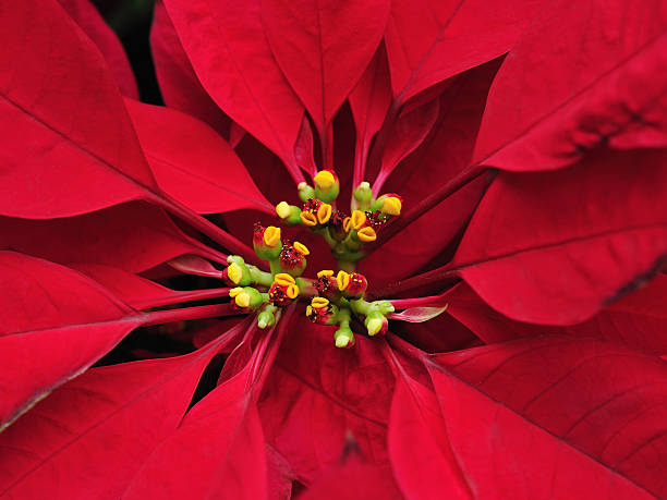 istock Very red flower leaves 134993933