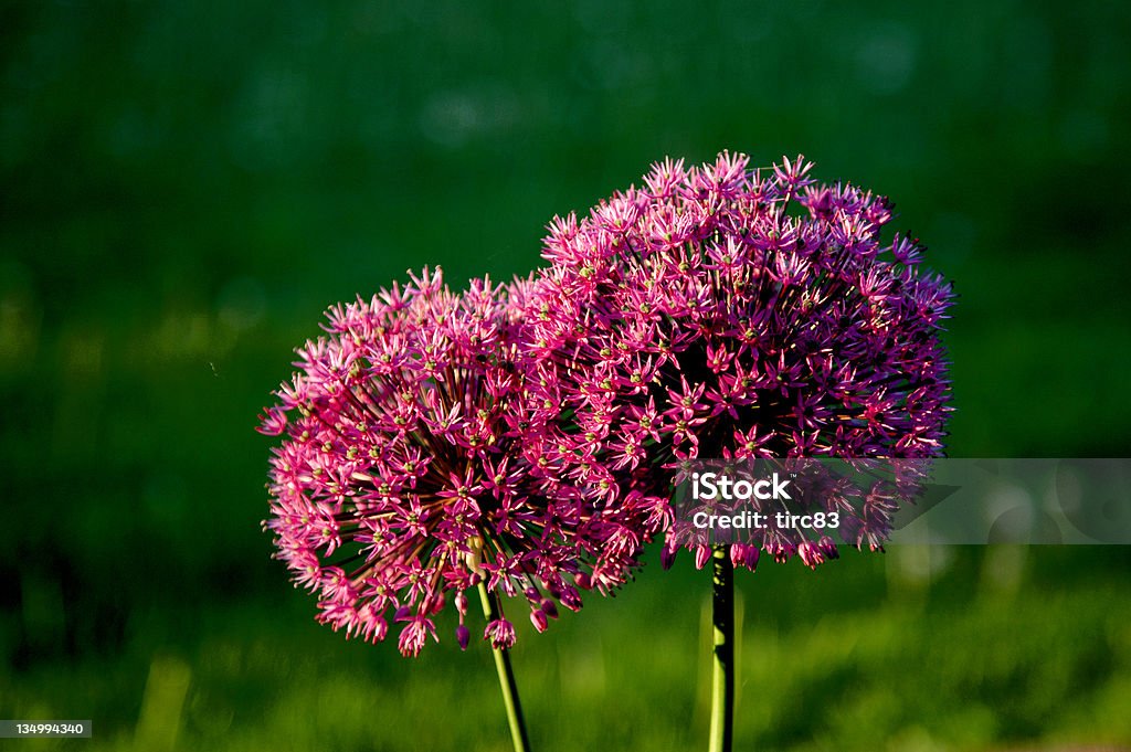 Par de las delicadas flores Rosa y verde - Foto de stock de Belleza de la naturaleza libre de derechos