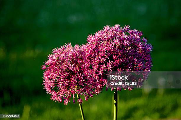 Par De Las Delicadas Flores Rosa Y Verde Foto de stock y más banco de imágenes de Belleza de la naturaleza - Belleza de la naturaleza, Cabeza de flor, Flor