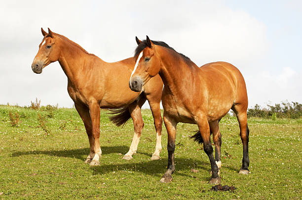 istock Two large brown horses in field 134994388