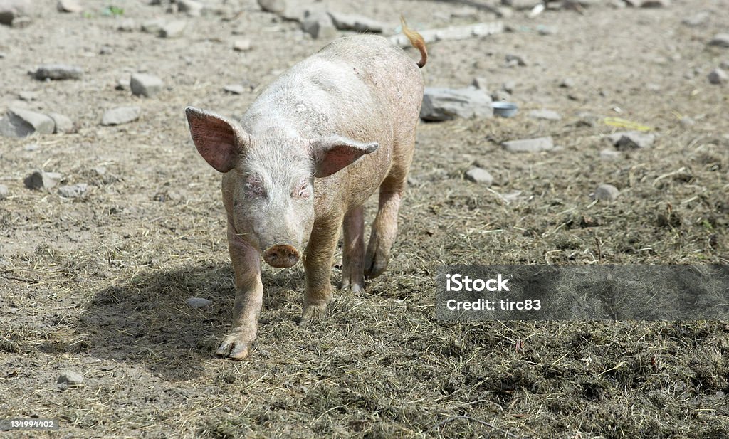 호기심 많은 돼지 - 로열티 프리 가축 스톡 사진