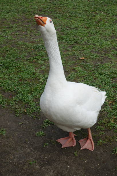 istock Jars hiding  White Goose  Farm Enclosure 1349945329