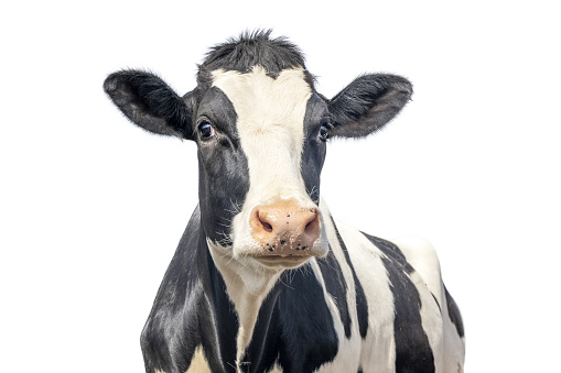 Linda vaca aislada en blanco, negro moteado, mirada suave sorprendida, nariz rosada photo