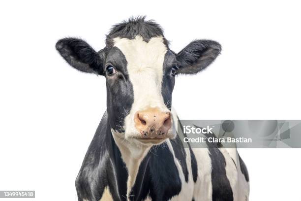 Cute Cow Isolated On White Black Mottled Gentle Surprised Look Pink Nose Stock Photo - Download Image Now