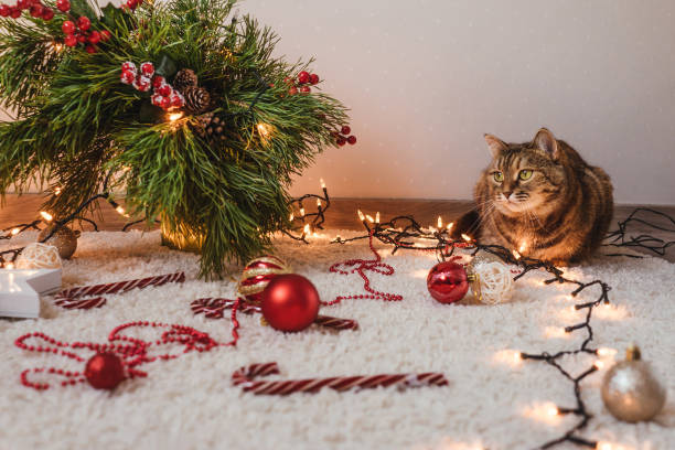 istock Brown cat lies near the Christmas tree. 1349945540