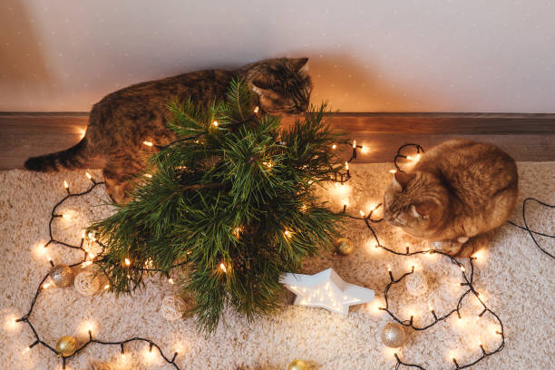 istock Two cats plays near the Christmas tree. 1349945541