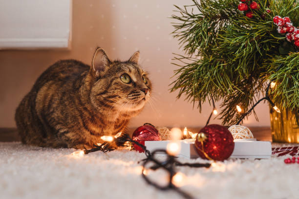 istock Brown cat lies near the Christmas tree. 1349945542