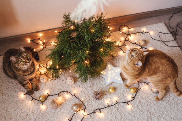 istock Two cats plays near the Christmas tree. 1349945543