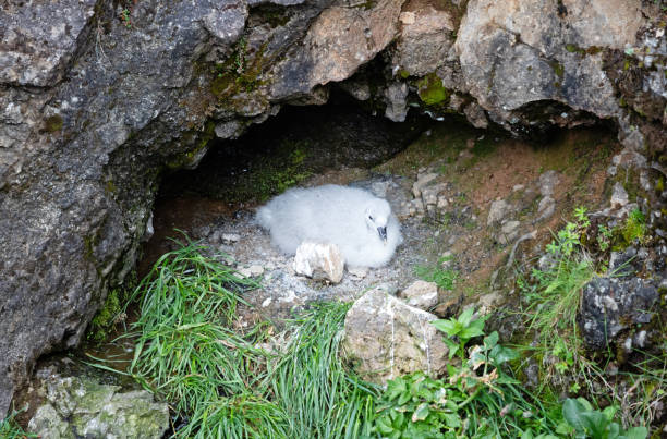 Northern Fulmar chicken safely in the nest, Iceland Northern Fulmar chicken safely in the nest, Iceland fulmar stock pictures, royalty-free photos & images