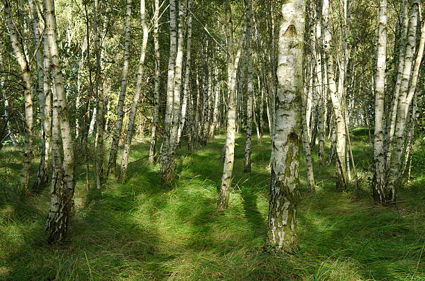 birch forest stock photo