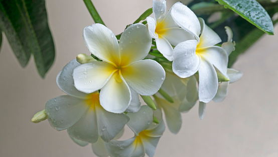 Close-up white and yellow plumeria flowers with leaves in the shining rays of setting sun. Branches of flowering frangipani tree background