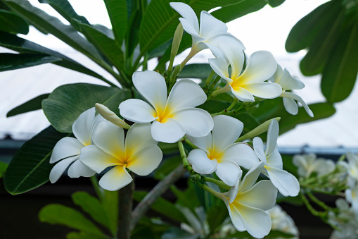 White Plumeria, Frangipani flowers bloom beautifully in inflorescences against green leaves background.