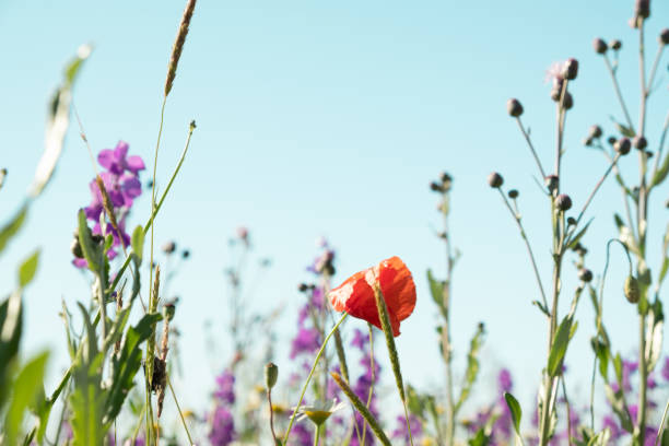 istock Wildflowers against the blue sky. 1349957181