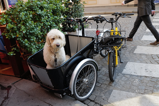 White dog in a push cart of a bicycle waiting in a street- Paris8th - France - October 21