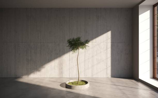 istock green decorative tree growing in a cement pots on gray wall background. 3D illustration, cg render 1349961800