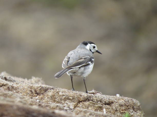 istock Beautiful bird on a beautiful background 1349961837