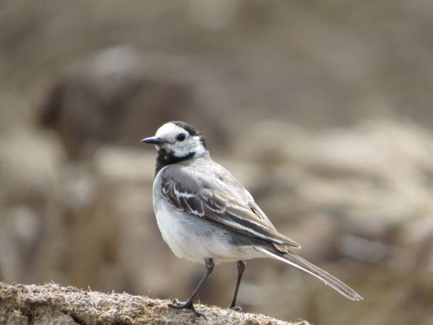 istock Beautiful bird on a beautiful background 1349961842