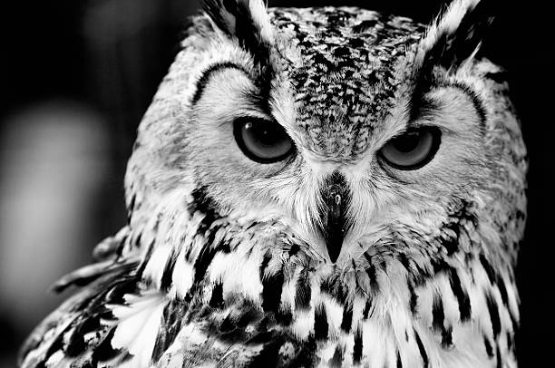 istock Close up portrait of Eurasian Eagle-owl 134996275